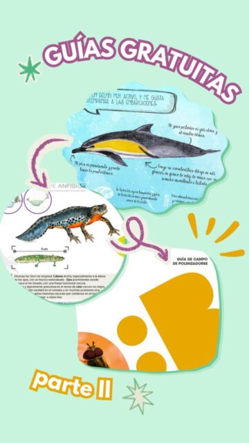 te traigo otras tres guías gratuitas para tu mochila 🎒
esta vez: anfibios, cetáceos y polinizadores !!! 🐸🐬🐝
#guiasnaturaleza #naturaleza #educacionambiental #medioambiente #identificarespecies